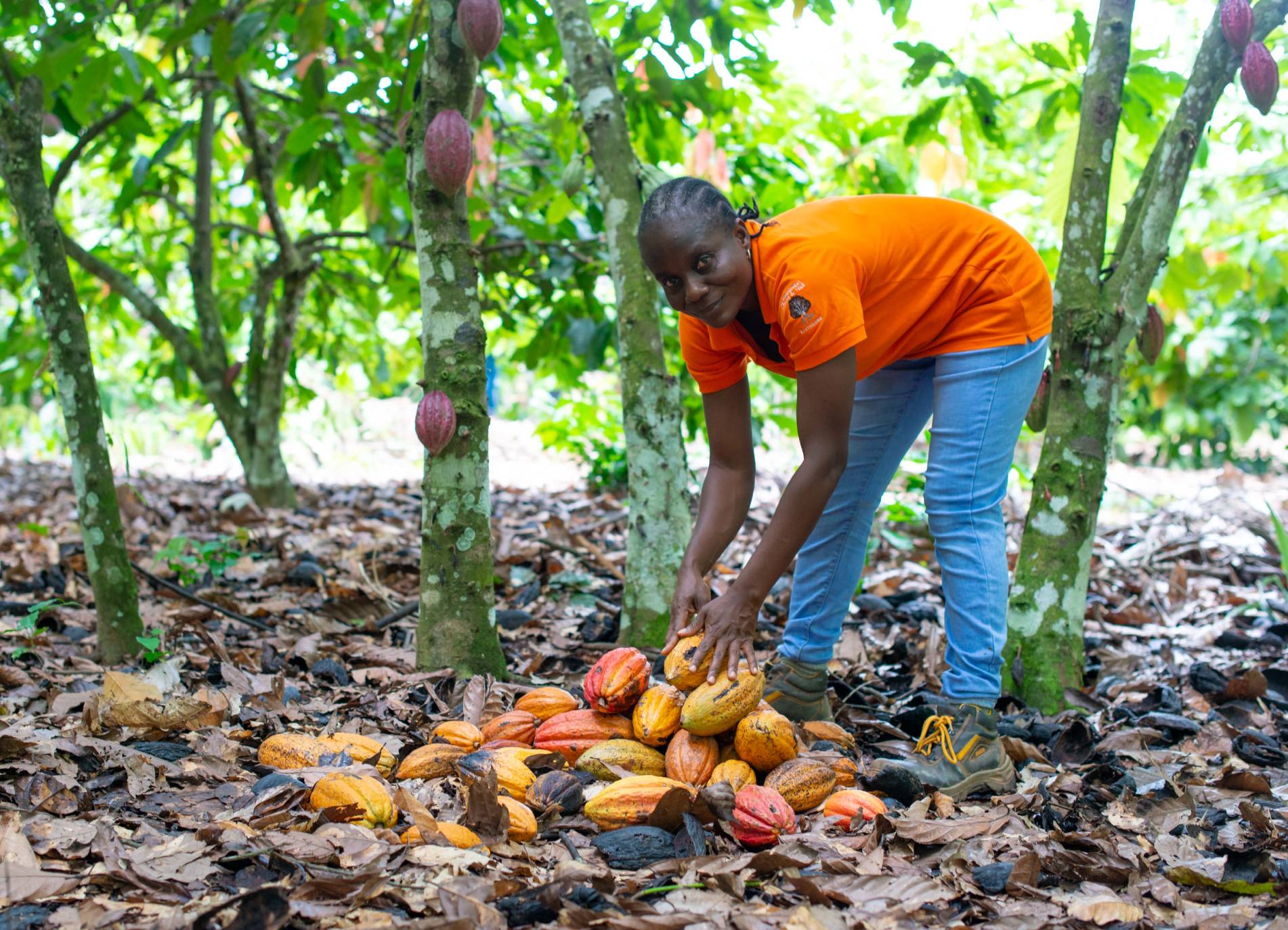 Planting Shade Trees on Cocoa Farms | The Nestle Cocoa Plan