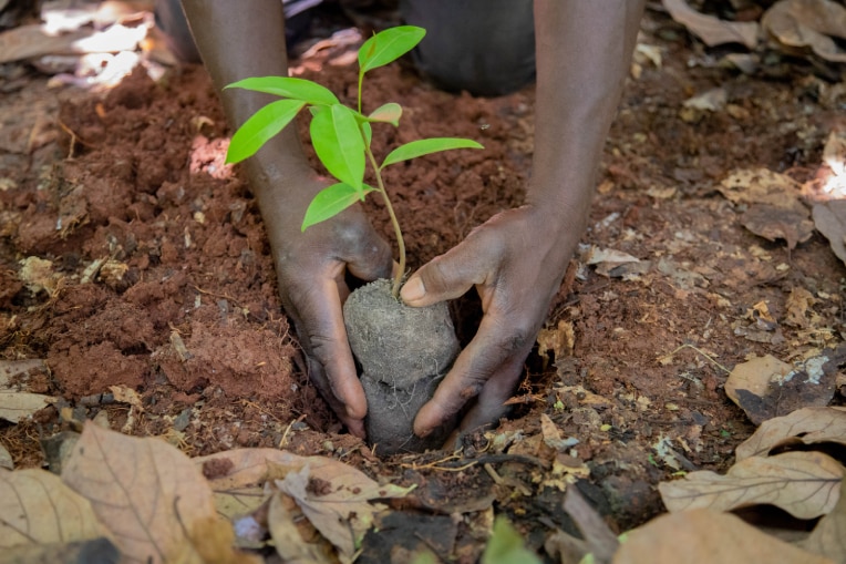 Giving Cocoa Trees The Shade They Need